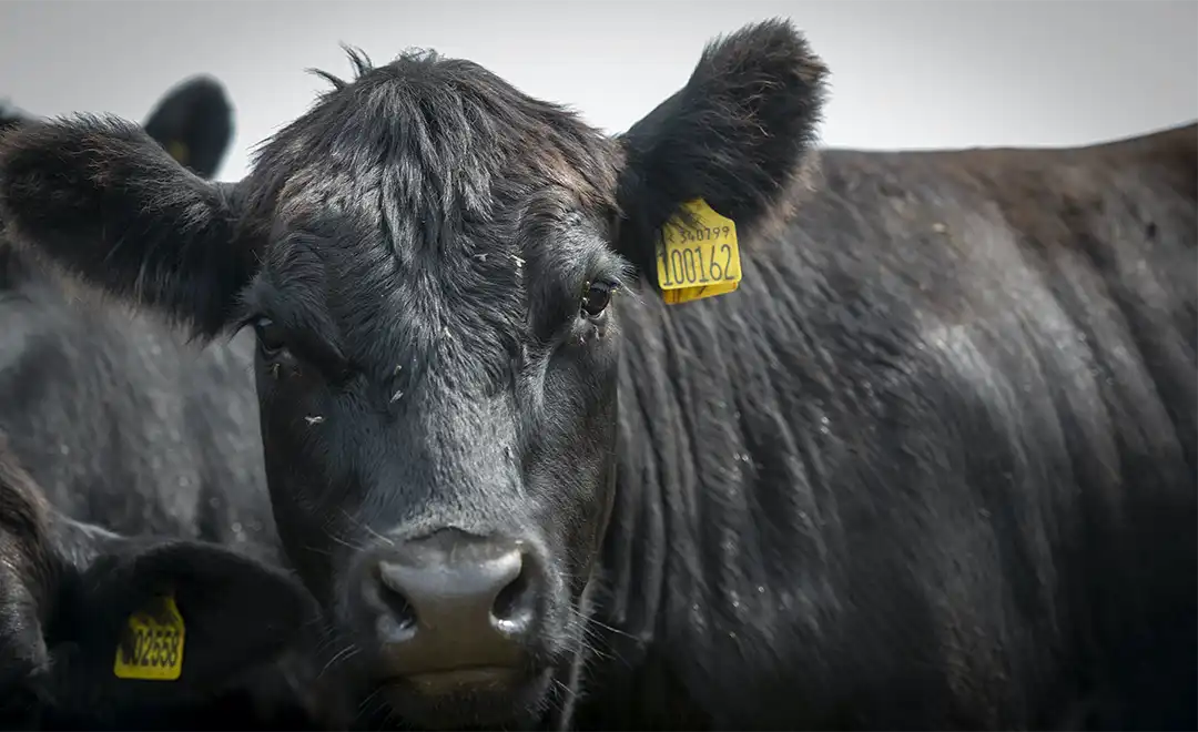 Jurassic Coast Fine Foods Fossil Farm Aberdeen Angus